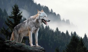 cropped-shutterstock_740924083-scaled-1